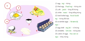 Các từ vựng liên quan trới Trứng - Egg