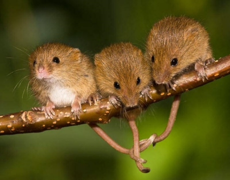 Bài học về tình đoàn kết từ câu chuyện 3 con chuột