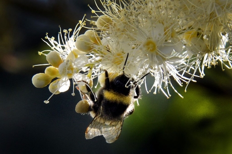 Bài học giải quyết vấn đề từ chim ó, dơi và ong nghệ