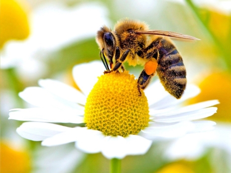 Speaking is easy: Bees