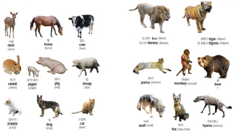Từ vựng tiếng Hàn: 80 từ vựng về động vật