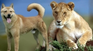 Câu chuyện về sư tử, con chó điên và bài học về sự tranh luận