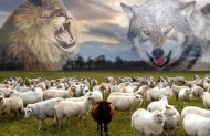 Nếu là bầy cừu, bạn chọn sói hay sư tử