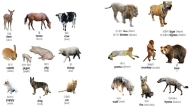 Từ vựng tiếng Hàn: 80 từ vựng về động vật