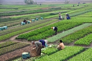 Nông sản an toàn và trái tim người Việt 