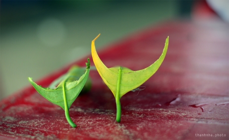 Sự hiểu biết