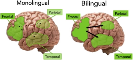 Học ngoại ngữ có thể giúp bạn thoát chết