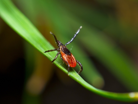 Speaking is easy: Deer Ticks