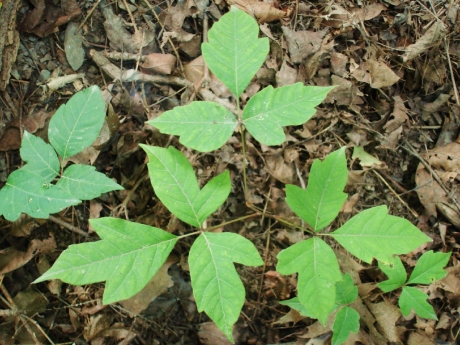 Speaking is easy: Poison Ivy