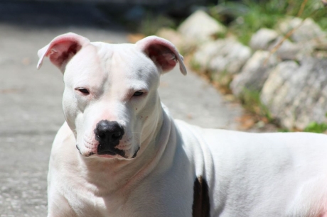 Speaking is easy: Pit-bull Ban