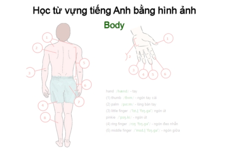 Học từ vựng tiếng Anh bằng hình ảnh: The Body