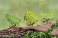 Hãy làm việc như những chú kiến và sống như những chú bướm