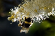 Bài học giải quyết vấn đề từ chim ó, dơi và ong nghệ