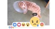 Facebook ra Like, Love, Haha, Wow, Sad, Angry trên toàn cầu